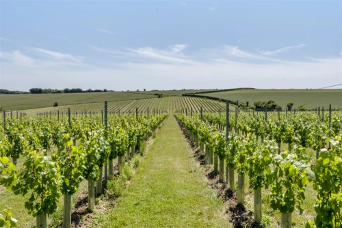 Land - Agricultural Main Photo