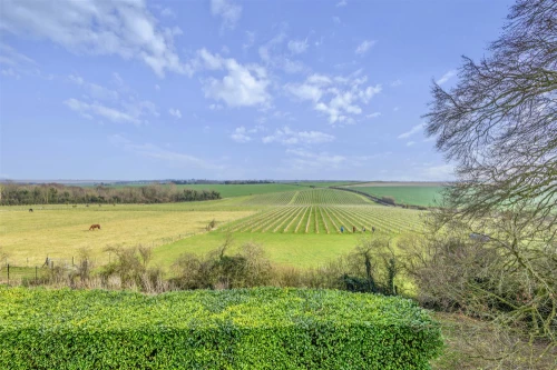 Land - Agricultural Main Photo