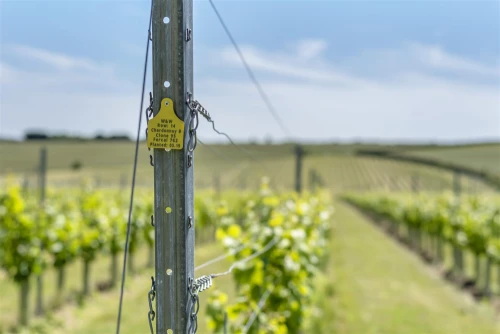 Land - Agricultural Photo 3