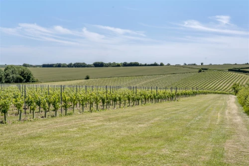 Land - Agricultural Main Photo