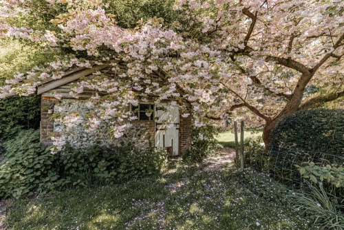 House - Detached Main Photo